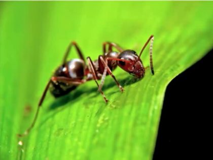 مورچه سرباز - سیستم های پیچیده | هاوا